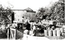 Tokes Orchard, apple packing